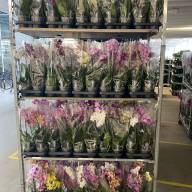 Phal A2 1-tak TerLaak Mix 12/65 - IMG-20230706-WA0004