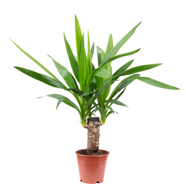 Yucca 1pp 17/60