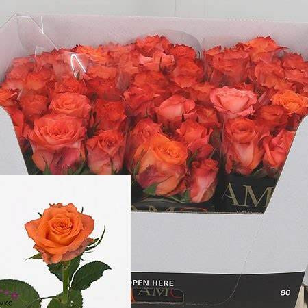 Rose Julischka  60 sm