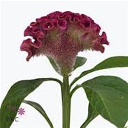 Cel C Bar Bora ( Cerise )