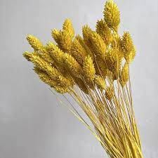 Phalaris Yellow