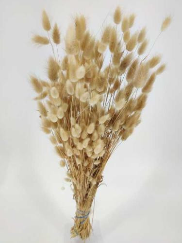 Lagurus Natural