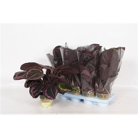 Calathea Surprisestar Russia-decorum
