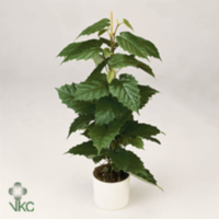 Cissus Antarctica Pyramide