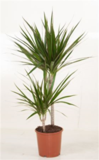 Dracaena Marginata
