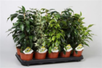 Ficus Be Mix Royal 2-3 Srt (grower)