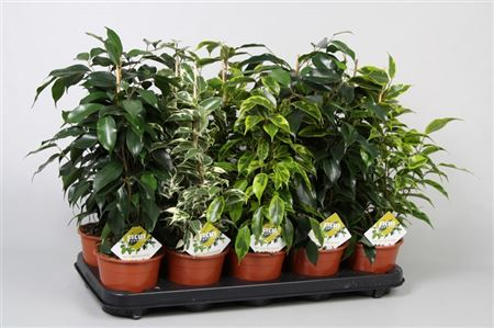 Ficus Be Mix Royal 2-3 Srt (grower)