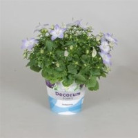 Campanula Takion Blue 12/50