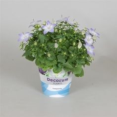 Campanula Takion Blue 12/50