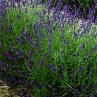 Lavandula An Hidcote