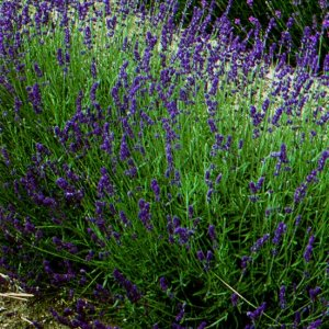 Lavandula An Hidcote