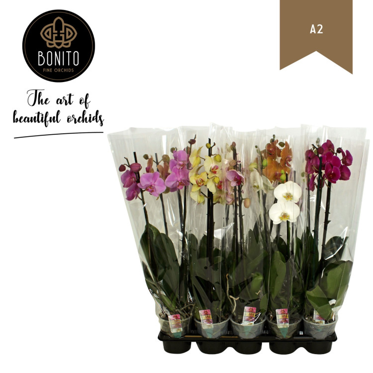 Phal A2 1-tak Bonito Mix 12/55