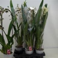 Phal A2 1-tak Bonito Mix 12/55 - X391041_H_1