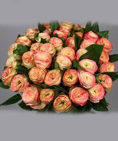 Rose Latin Pompon 40 sm