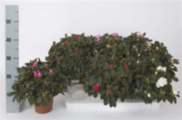 Rhodo Si Mix (clock)