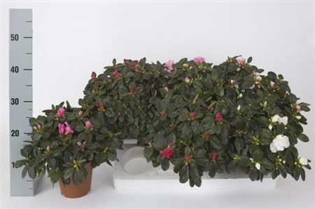 Rhodo Si Mix (clock)