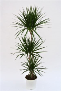 Dracaena Marginata 4pp 27/150