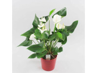 Anthurium White Champion 17/60