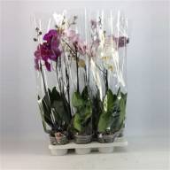 Phal 3-tak Phalaenova Mix 12/60 - 69104108_75605337_H_1 (1)