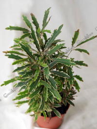 Schefflera Dezygoteka 19/70