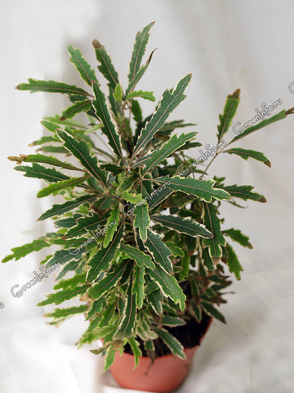 Schefflera Dezygoteka 19/70