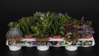 Succulenten Mix 10/20