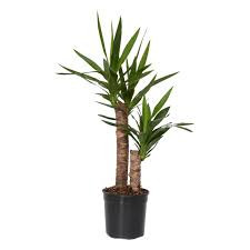 Yucca 2pp 17/90
