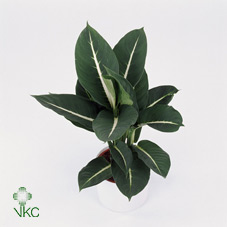 Dieffenbachia Green Magic 12/40