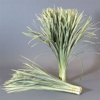 T-grass Variegated
