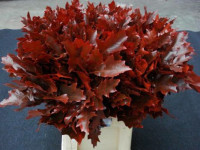 Quercus Rubra Red