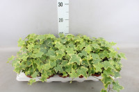 Hedera Pittsburgh 13/35