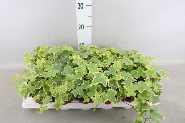 Hedera Pittsburgh 13/35