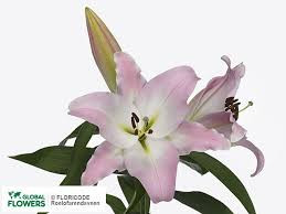 Lilium S Or Duet Rl Jacintha X10 Holland