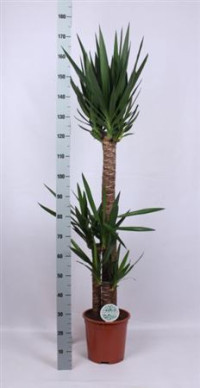 Yucca Elephantipes Stam 23/120