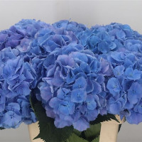 Hydr S Elbtal Blue X5 - 80cm