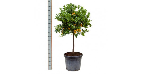 Citrofortunella Calamondin Stam 19/55