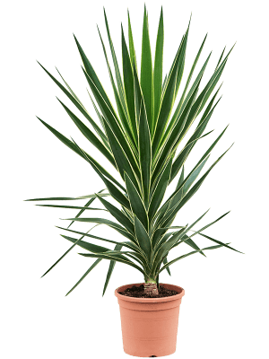 Yucca 1pp 19/90 Stam