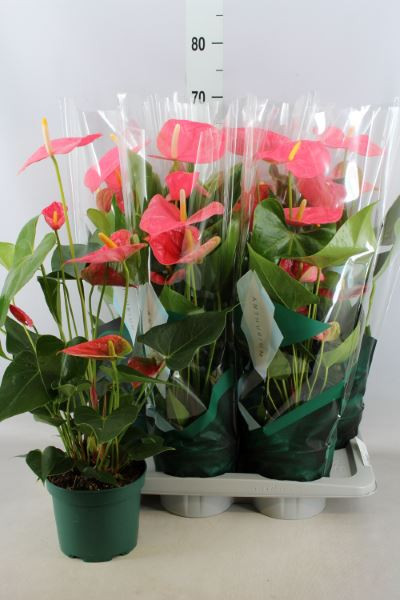 Anthurium Colorado 17/80