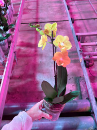 Phal 1-tak Big-Lip Yellow Levo 12/75