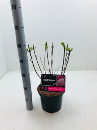 Hydrangea Mac Mix 27/45