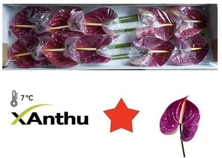 Anthurium Graciosa