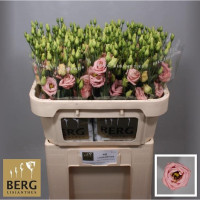 Rose G Overig Kenia