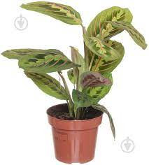Maranta Lemon 12/25