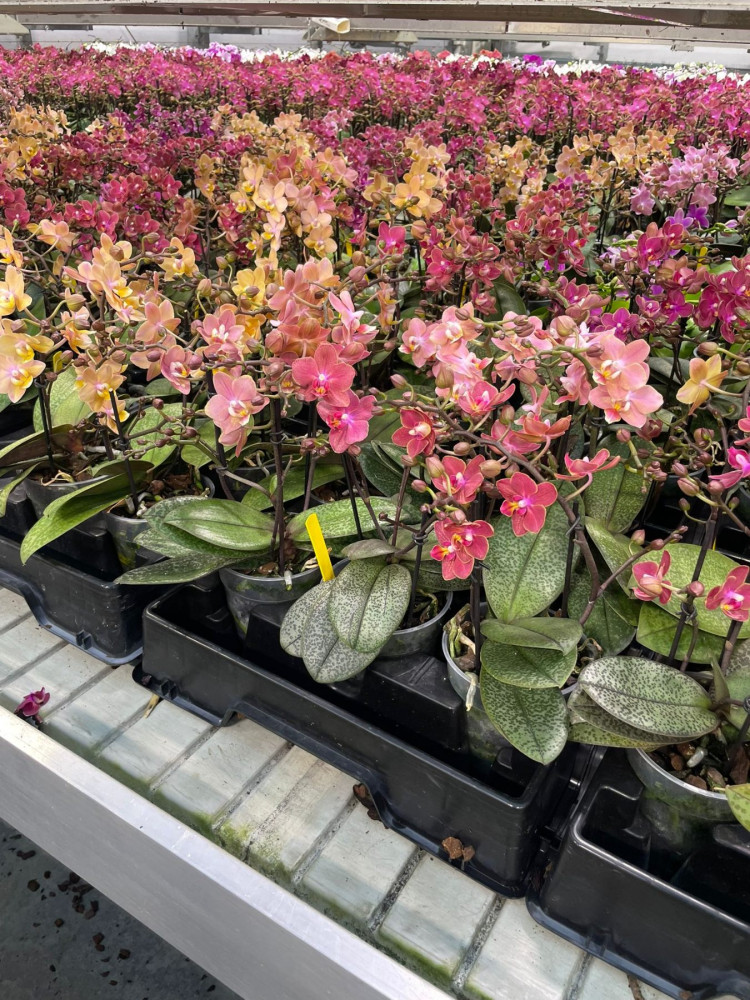 Phal 2-tak Fragrance Mix 12/35