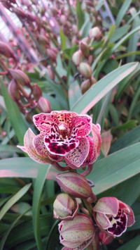 Cymbidium Magic Vogel 14/80
