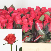 Rose Pink Tacazzi 50 sm