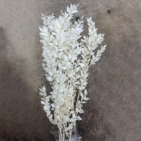 Ruscus Bleached White Italia