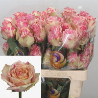 Peony Pink 50 sm Ecuador