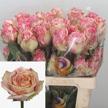 Peony Pink 50 sm Ecuador
