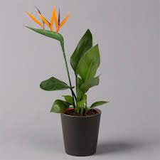 Strelitzia Regina 27/160
